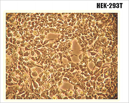 在HEK293细胞系中表达蛋白的方法步骤和经验分享