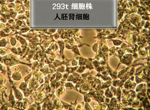 人胚肾细胞-293t细胞
