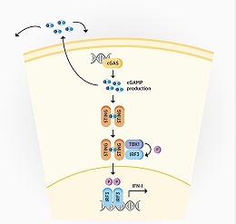 激活cGAS-细胞质 DNA 传感器如何对抗癌症