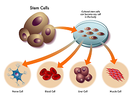 胚胎干细胞-体细胞和脐带血干细胞区别