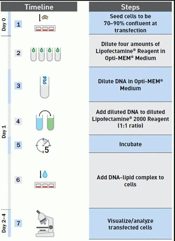LIPO2000转染试剂转染步骤
