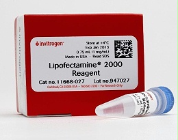 Lipofectamine 2000 转染试剂-lip2000