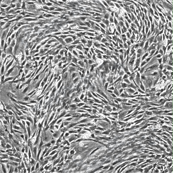 大鼠骨髓间充质干细胞