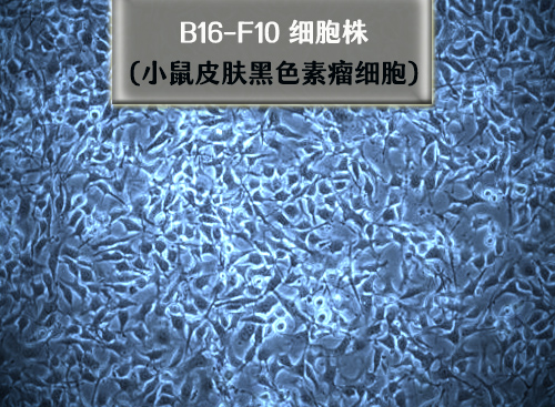 b16f10细胞