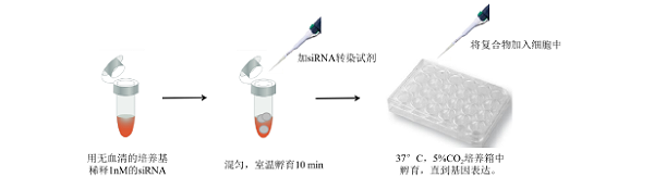 siRNA转染试剂