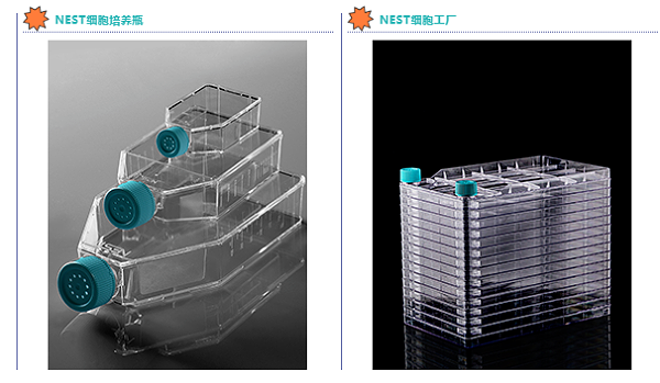 NEST细胞