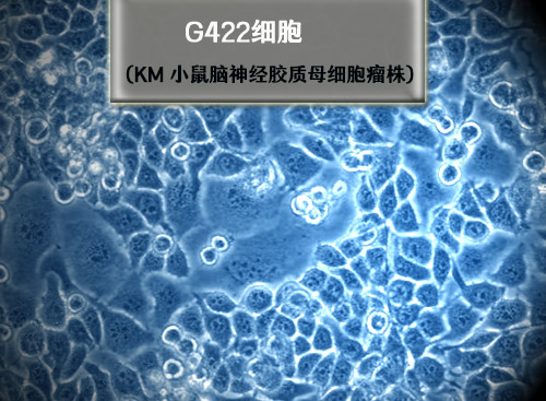 KM小鼠脑神经胶质母细胞瘤瘤株 G422