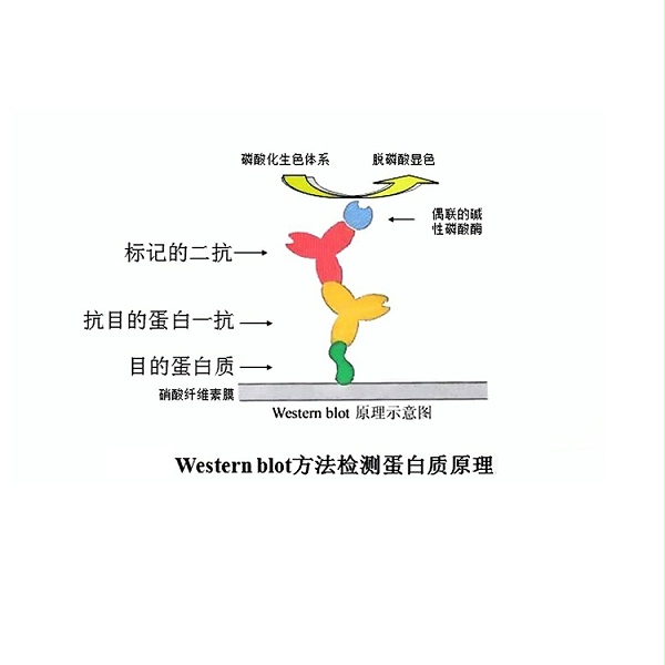 wb实验原理