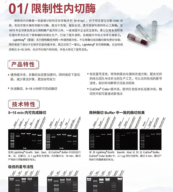 限制性内切酶