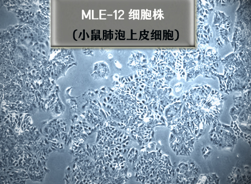 mle-12细胞