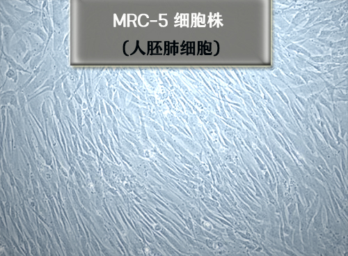 MRC-5细胞