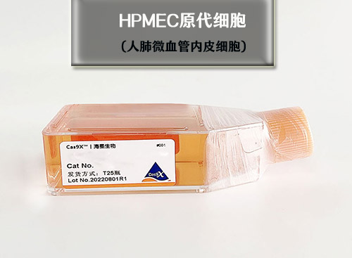 hmec原代细胞