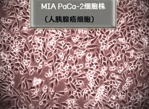 MIA-PaCa-2细胞​