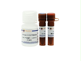 Annexin V-EGFP-碧云天细胞凋亡检测试剂盒