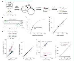 未经纯化的 PCR 产物直接酶切体系怎么设定？详细方法与注意事项