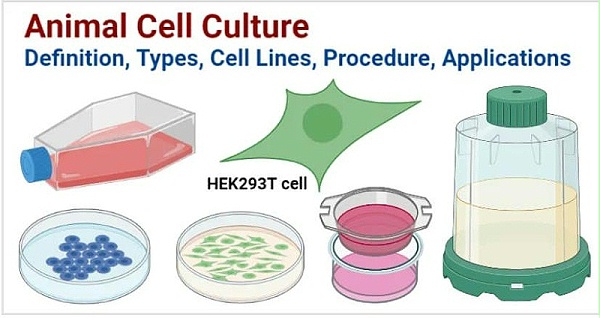 动物细胞培养