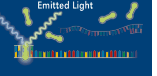 荧光定量PCR