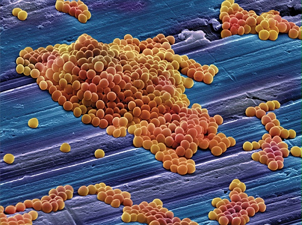 细菌