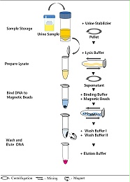 质粒 DNA 少量快速提取实验方案