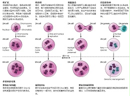 细胞STR鉴定