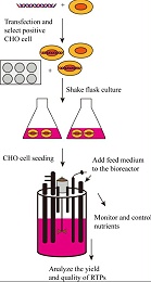CHO细胞重组蛋白补料分批培养策略
