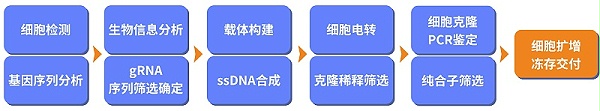 基因敲除细胞
