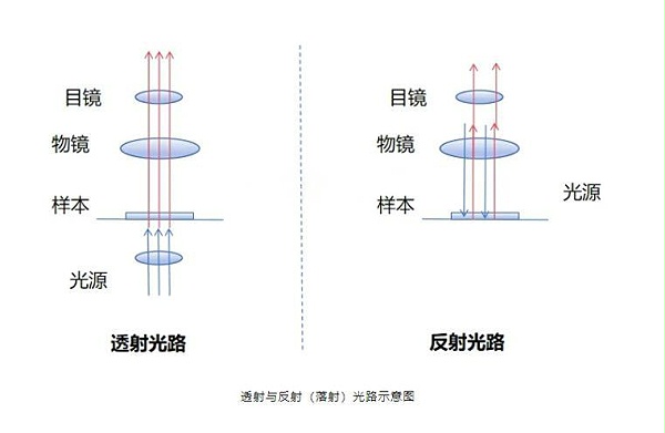 透射与反射（落射）光路示意图