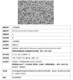 Hep-2细胞培养的方法和注意事项