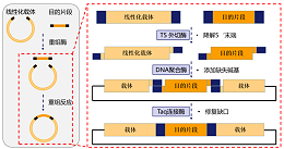 DNA酶切与分离技术:基因文库构建的核心原理-操作步骤