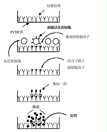 酶联免疫吸附试验 ELISA