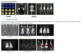 Tanon Prime 5000 小动物活体成像系统：以超高灵敏度，洞悉体内微观世界