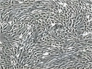 HyCyte  sd大鼠骨髓间充质干细胞