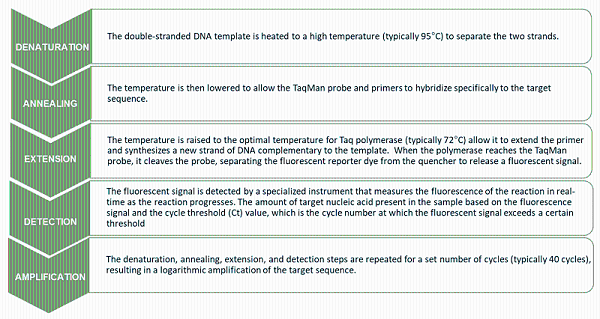 荧光定量PCR步骤