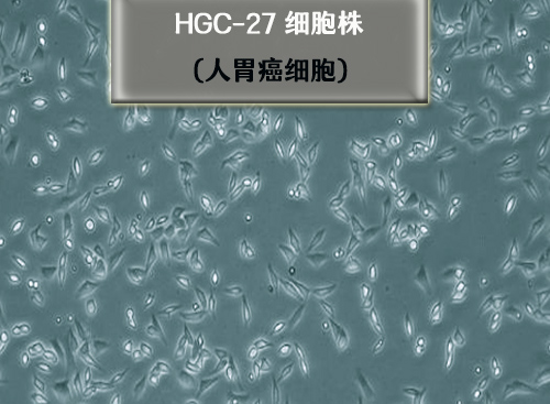 人胃癌细胞HGC-27
