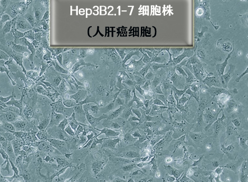 Hep3B2.1-7细胞