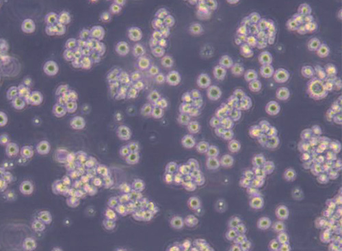Jurkat-Cas9细胞系