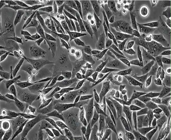 CHO细胞-仓鼠卵巢细胞