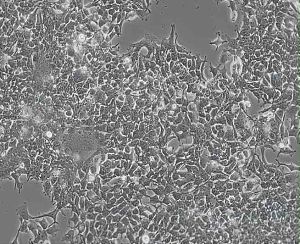HEK293​细胞-人胚胎肾细胞​