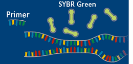 使用  SYBR Green荧光染料进行荧光定量pcr检测