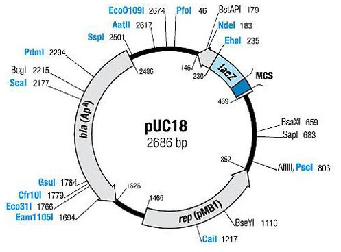 pUC18质粒图谱