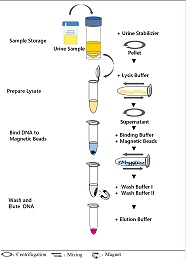 DNA提取步骤