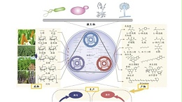 从染色体工厂到可靠试剂：一项合成生物学突破背后的“支点”