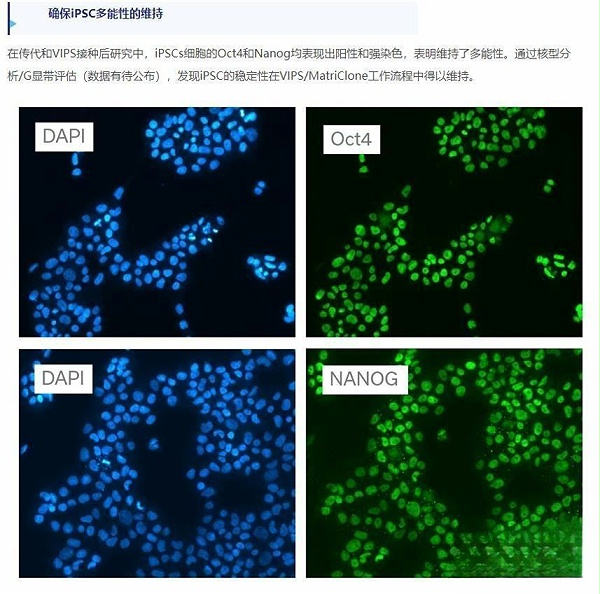 matrclone 基质胶