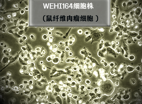 鼠纤维肉瘤细胞 WEHI164