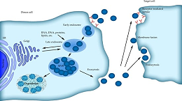 细胞外泌体的来源及表征方法