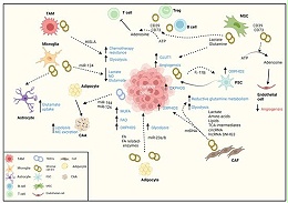 癌症研究-细胞外囊泡对肿瘤癌细胞代谢重组的影响