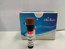 如何鉴别Biotium 41003 GelRed核酸染料的真假