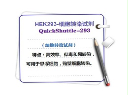 细胞转染