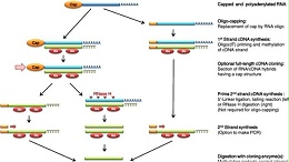 基因克隆和cDNA克隆的原理和步骤
