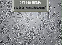 93T449细胞-人高分化脂肪肉瘤细胞​